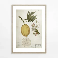 Obrazy I Dekoracje Ścienne|inny Obraz LEMON LIFE CYCLE 21x30 cm