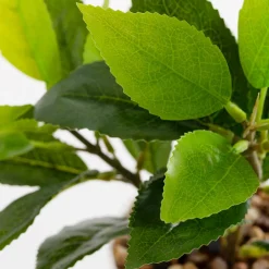 Sztuczne Kwiaty, Rośliny I Gałązki|inny Sztuczny kwiat w doniczce 25 cm